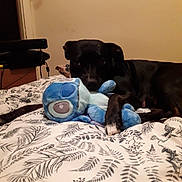 Fur Gant is registered to the contest to win money with this photo: dog, black_dog, bed, plush_toy, blue_toy, indoor, pet, lying_down, animal, comfort, bedspread, patterned_bedspread, home, cozy, looking_at_camera, toy, resting, domestic, canine, relaxed