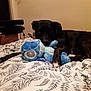 dog, black_dog, bed, plush_toy, blue_toy, indoor, pet, lying_down, animal, comfort, bedspread, patterned_bedspread, home, cozy, looking_at_camera, toy, resting, domestic, canine, relaxed