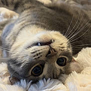 Tigrou a rejoint le concours — aidez-le/la à gagner de superbes lots ! cat, feline, pet, animal, whiskers, fangs, eyes, fur, tabby, lying_down, upside_down, blanket, soft, cozy, indoor, cute, playful, resting, closeup, comfort