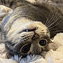 cat, feline, pet, animal, whiskers, fangs, eyes, fur, tabby, lying_down, upside_down, blanket, soft, cozy, indoor, cute, playful, resting, closeup, comfort
