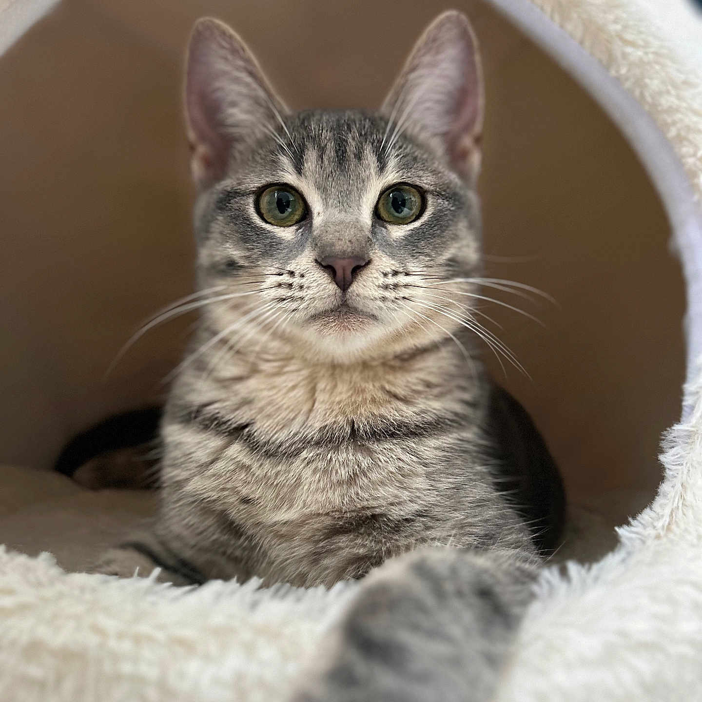 Tigrou a rejoint le concours — aidez-le/la à gagner de superbes lots ! animal, bed, cat, closeup, comfortable, cozy, curious, cute, feline, fur, household, indoor, looking, paw, pet, portrait, resting, soft, tabby, whiskers