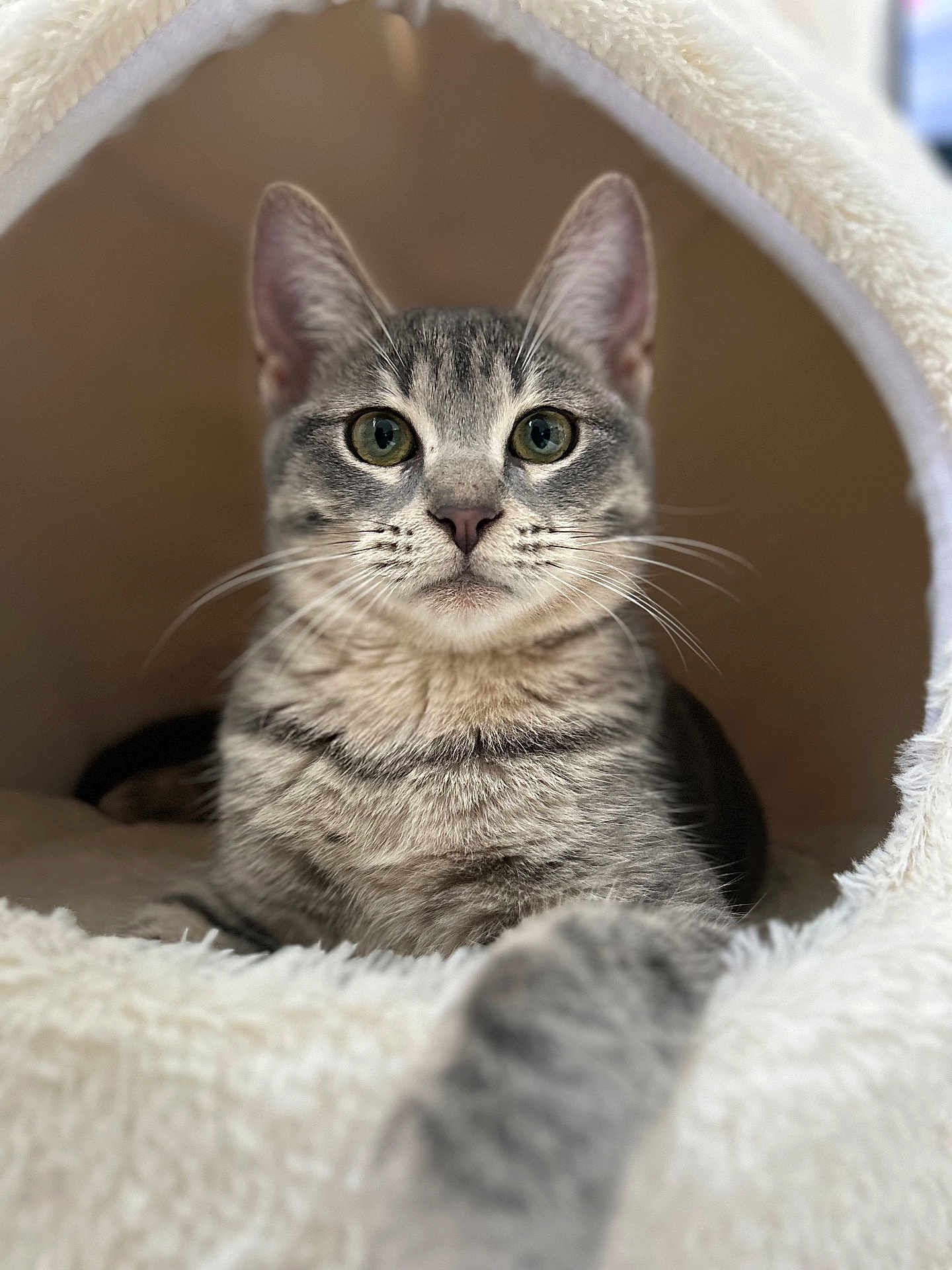 Tigrou a rejoint le concours — aidez-le/la à gagner de superbes lots ! cat, tabby, pet, feline, animal, cozy, indoor, bed, fur, whiskers, paw, cute, resting, looking, household, soft, comfortable, closeup, portrait, curious