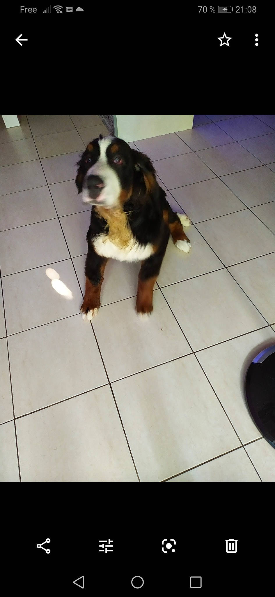 Prisca participe au concours pour gagner de l'argent avec cette photo : appenzeller_sennenhund, bernese_mountain_dog, canidae, carnivore, companion_dog, dog, dog_breed, entlebucher_mountain_dog, greater_swiss_mountain_dog, mammal, puppy, sporting_group, tail, vertebrate, working_dog