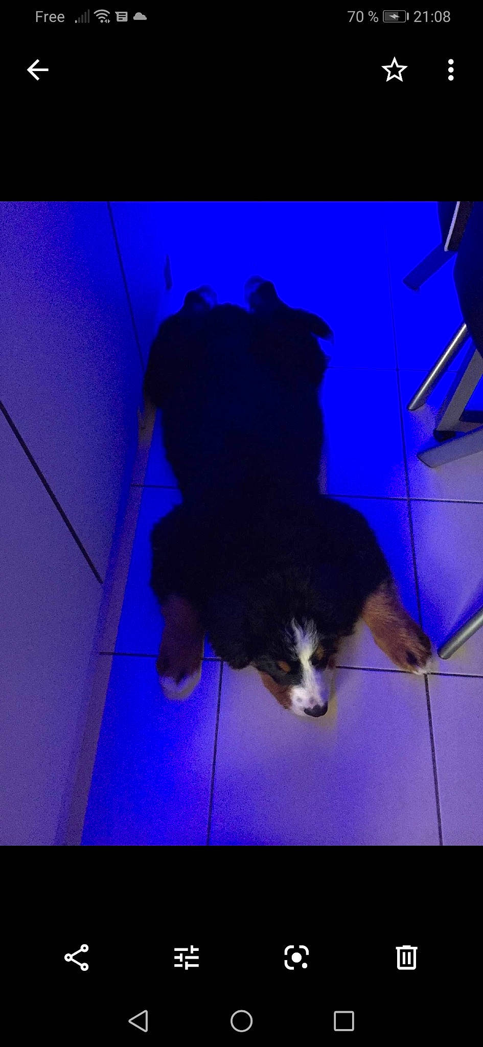 Prisca a rejoint le concours — aidez-le/la à gagner de superbes lots ! canidae, carnivore, dog, dog_breed, sporting_group, working_dog