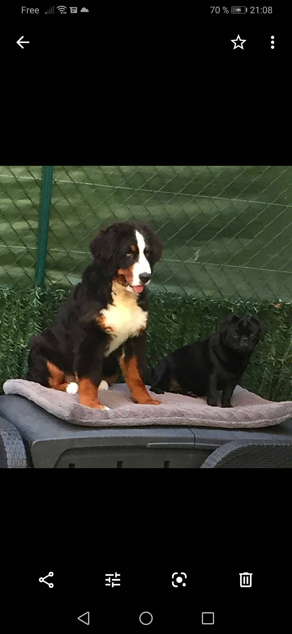 Prisca a rejoint le concours — aidez-le/la à gagner de superbes lots ! bernese_mountain_dog, canidae, carnivore, companion_dog, dog, dog_breed, greater_swiss_mountain_dog, mammal, sporting_group, vertebrate, working_dog