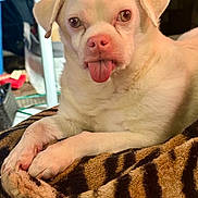 Casper James is registered to the contest to win money with this photo: animal, blanket, close_up, companion, cute, dog, domestic_animal, ears, friendly, fur, indoor, lying_down, mammal, nose, paw, pet, relaxed, tiger_pattern, tongue_out, white_dog