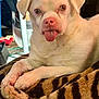 animal, blanket, close_up, companion, cute, dog, domestic_animal, ears, friendly, fur, indoor, lying_down, mammal, nose, paw, pet, relaxed, tiger_pattern, tongue_out, white_dog