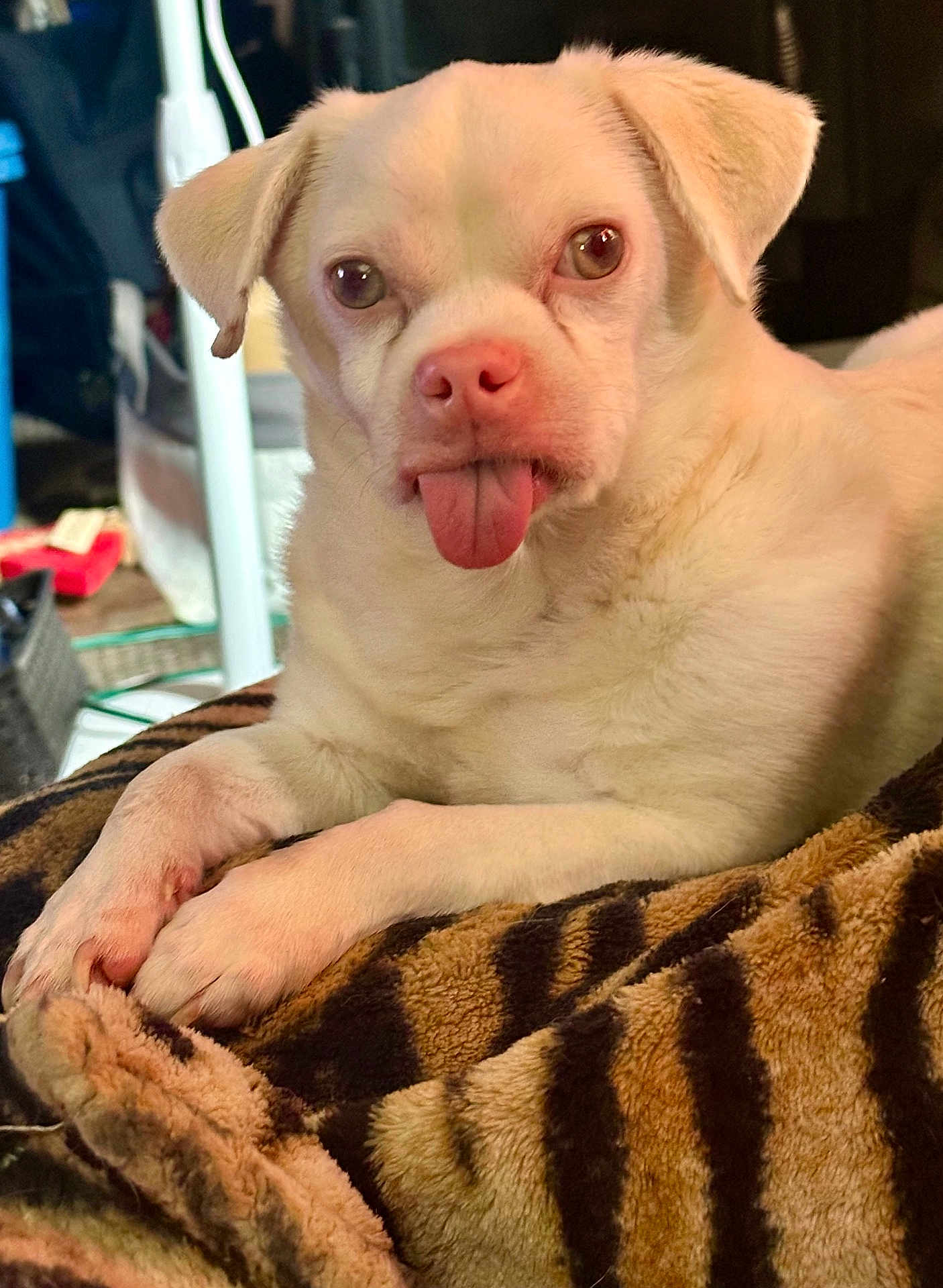 Casper James is registered to the contest to win money with this photo: animal, blanket, close_up, companion, cute, dog, domestic_animal, ears, friendly, fur, indoor, lying_down, mammal, nose, paw, pet, relaxed, tiger_pattern, tongue_out, white_dog
