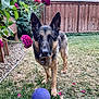 Justin Tuck is registered to the contest to win money with this photo: alert, animal, backyard, ball, canine, dog, fence, flowers, garden, german_shepherd, grass, greenery, nature, outdoor, pet, plant, playful, purple_ball, summer, wooden_fence