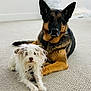 animal, carpet, companions, cute, dog, domestic_animal, fluffy, friendly, furry, german_shepherd, indoor, laying, lying_down, mammal, pet, portrait, relaxed, scruffy, small_dog, two_dogs