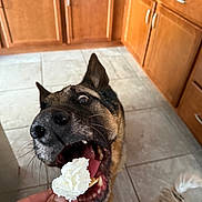 Justin Tuck joined the competition — help win amazing prizes! animal, black, brown, cabinet, close_up, cracker, dog, excited, eyes, food, fur, german_shepherd, hand, indoor, kitchen, open_mouth, pet, tile_floor, tongue, whipped_cream