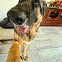 Justin Tuck is registered to the contest to win money with this photo: animal, cabinet, canine, closeup, dog, floor, flowers, friendly, furniture, german_shepherd, happy, home, indoors, paw, pet, playful, smiling, tile_floor, tongue, wide_angle