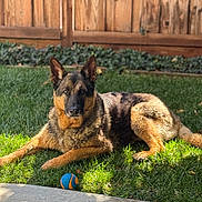 Justin Tuck joined the competition — help win amazing prizes! dog, german_shepherd, grass, backyard, sunlight, ball, pet, animal, outdoor, fence, playing, canine, nature, relaxing, alert, mammal, summer, daytime, fur, ears