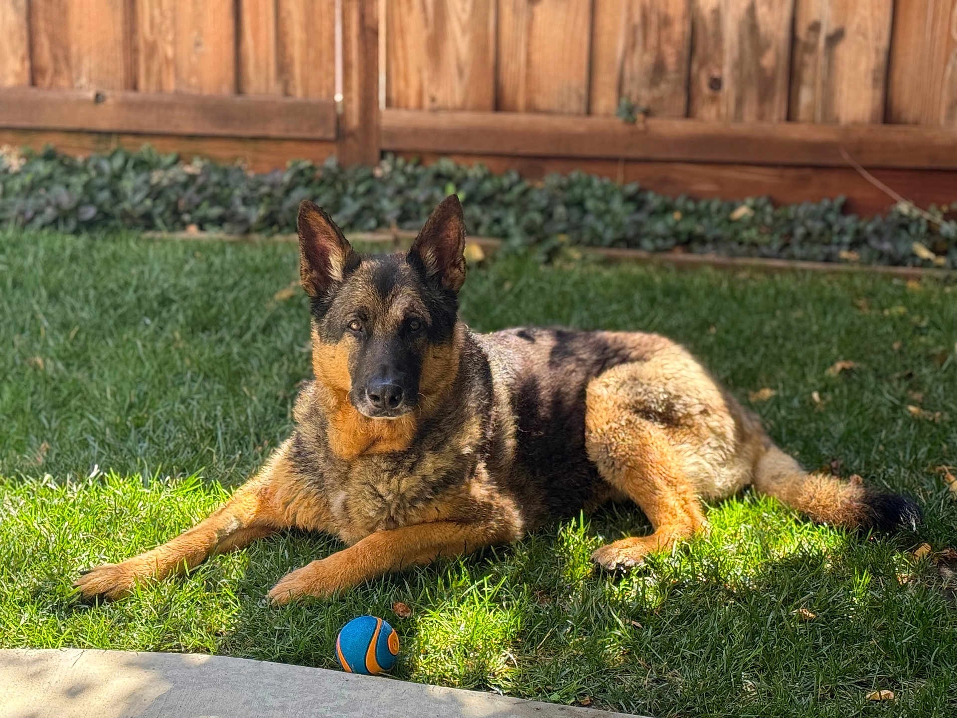 Justin Tuck joined the competition — help win amazing prizes! dog, german_shepherd, grass, backyard, sunlight, ball, pet, animal, outdoor, fence, playing, canine, nature, relaxing, alert, mammal, summer, daytime, fur, ears
