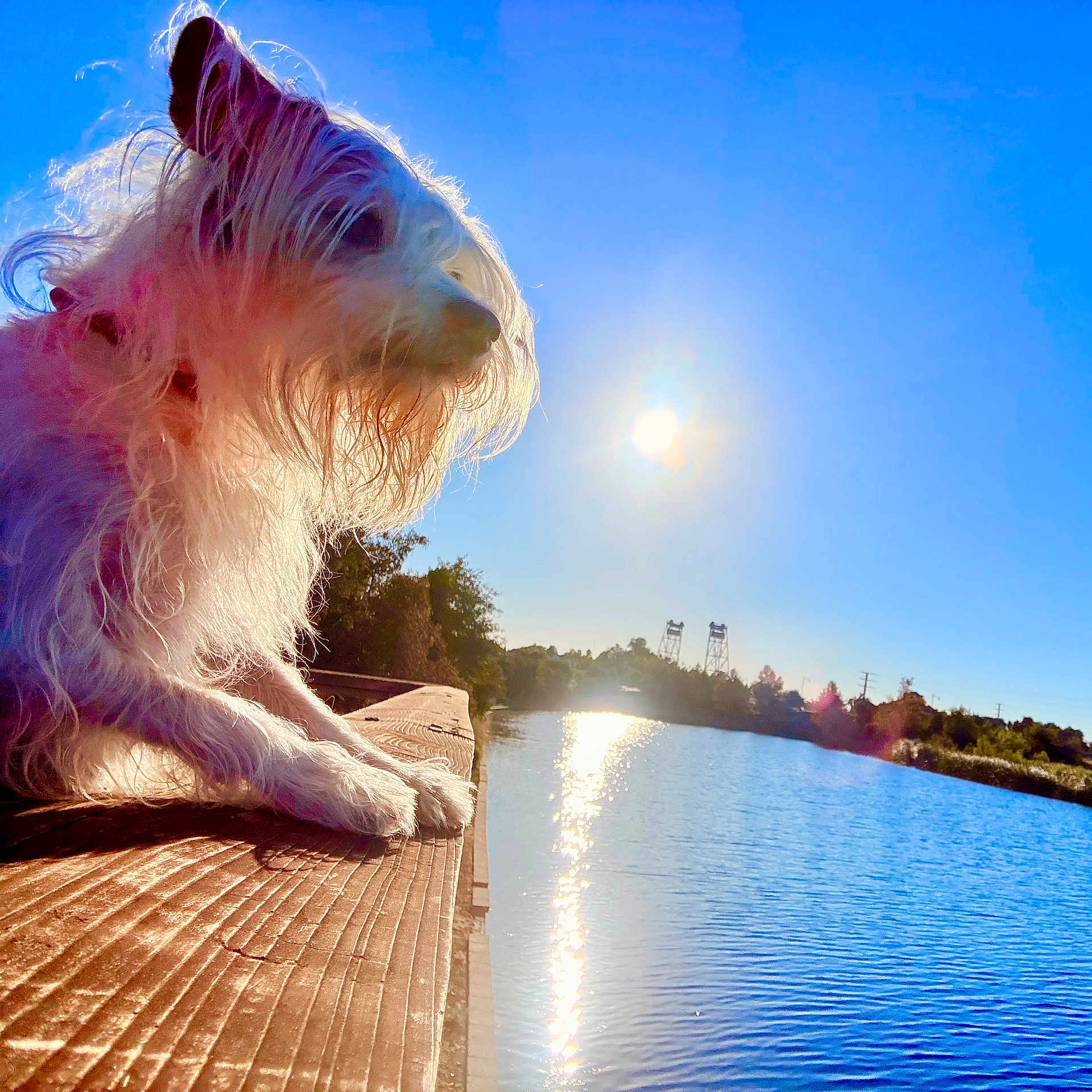 Cooper Manning joined the competition — help win amazing prizes! animal, blue_sky, calm, daytime, dog, fur, landscape, nature, outdoor, pets, reflection, relaxing, river, scenic, sun, sunlight, trees, water, white_dog, wooden_railing