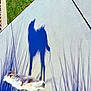 dog, shadow, sidewalk, grass, sunlight, outdoor, pet, small_dog, fluffy, concrete, daylight, nature, animal, walking, leash, shadow_play, texture, plant_shadow, sunny, casual