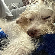 Cooper Manning joined the competition — help win amazing prizes! dog, sleeping, close_up, fluffy, blanket, blue, white, cozy, resting, indoors, pet, fur, nose, pillow, comfort, relaxation, animal, bed, cute, sleep