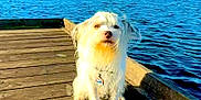 Cooper Manning joined the competition — help win amazing prizes! dog, white_dog, water, lake, dock, wooden_dock, outdoor, sunny, blue_sky, grass, houses, pet, sitting, fur, collar, tag, nature, calm, daytime, canine