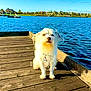 dog, white_dog, water, lake, dock, wooden_dock, outdoor, sunny, blue_sky, grass, houses, pet, sitting, fur, collar, tag, nature, calm, daytime, canine