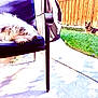 dog, outdoor, chair, fence, grass, sunlight, pet, canine, relaxing, sleeping, backyard, shade, wooden_fence, fluffy_dog, german_shepherd, resting, daytime, concrete, metal_chair, nature