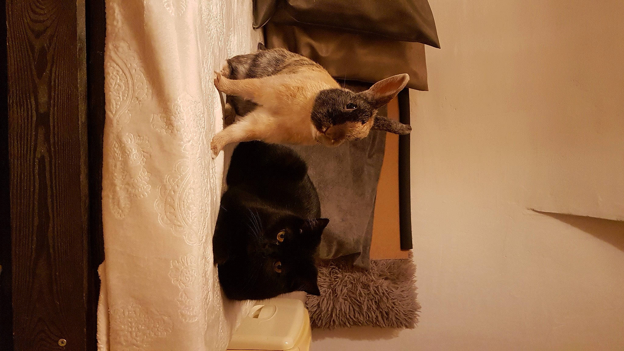 Nemesis a rejoint le concours — aidez-le/la à gagner de superbes lots ! bat, canidae, carnivore, cat, cat_supply, curtain, domestic_short_haired_cat, fawn, felidae, fur, linens, room, siamese, small_to_medium_sized_cats, snout, tail, whiskers, wildlife, wood, working_animal