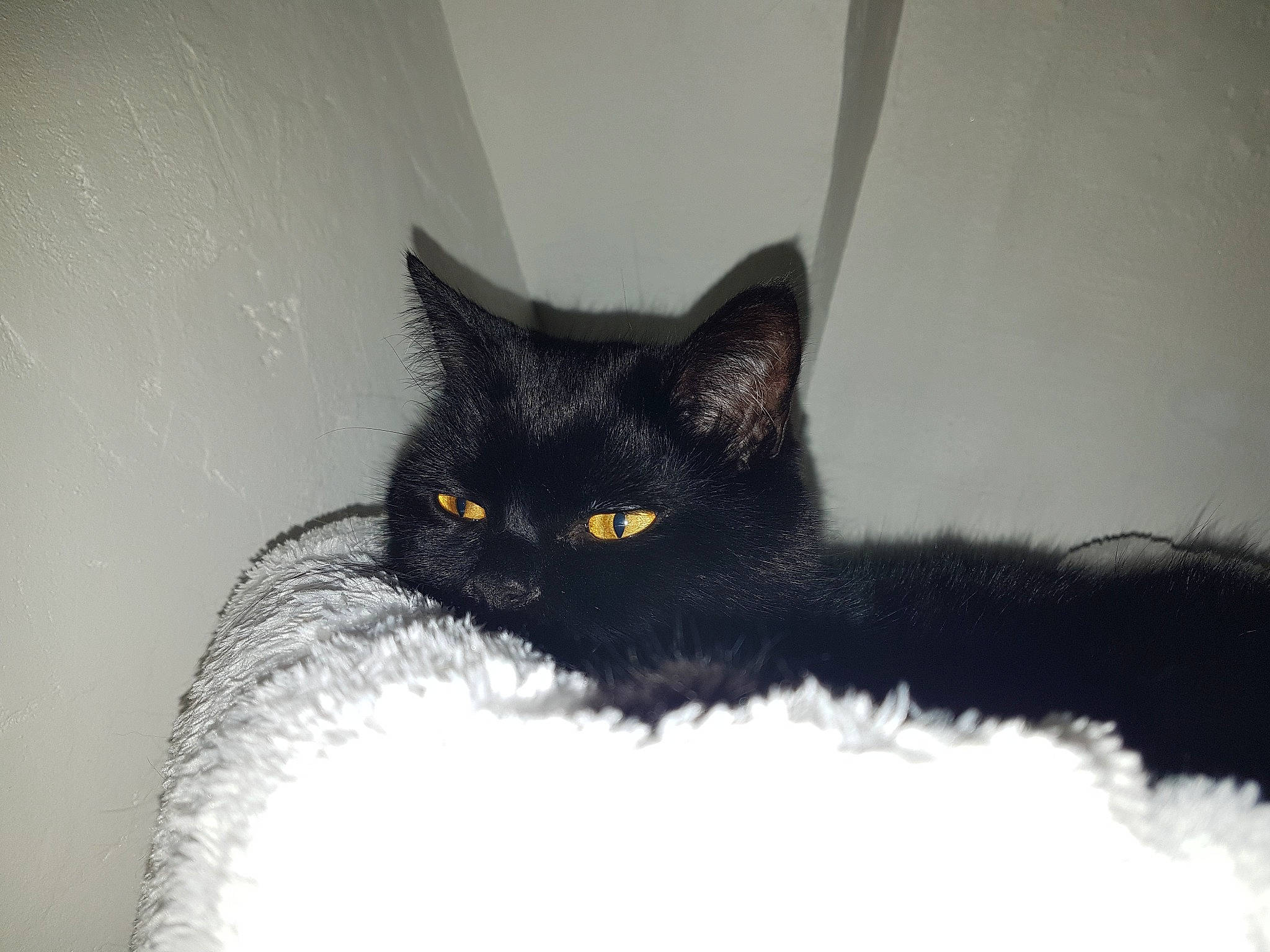 Nemesis participe au concours pour gagner de l'argent avec cette photo : black_cat, carnivore, cat, cat_supply, claw, comfort, domestic_short_haired_cat, eye, felidae, fur, grey, hair, head, human_body, monochrome_photography, small_to_medium_sized_cats, snout, tail, terrestrial_animal, whiskers