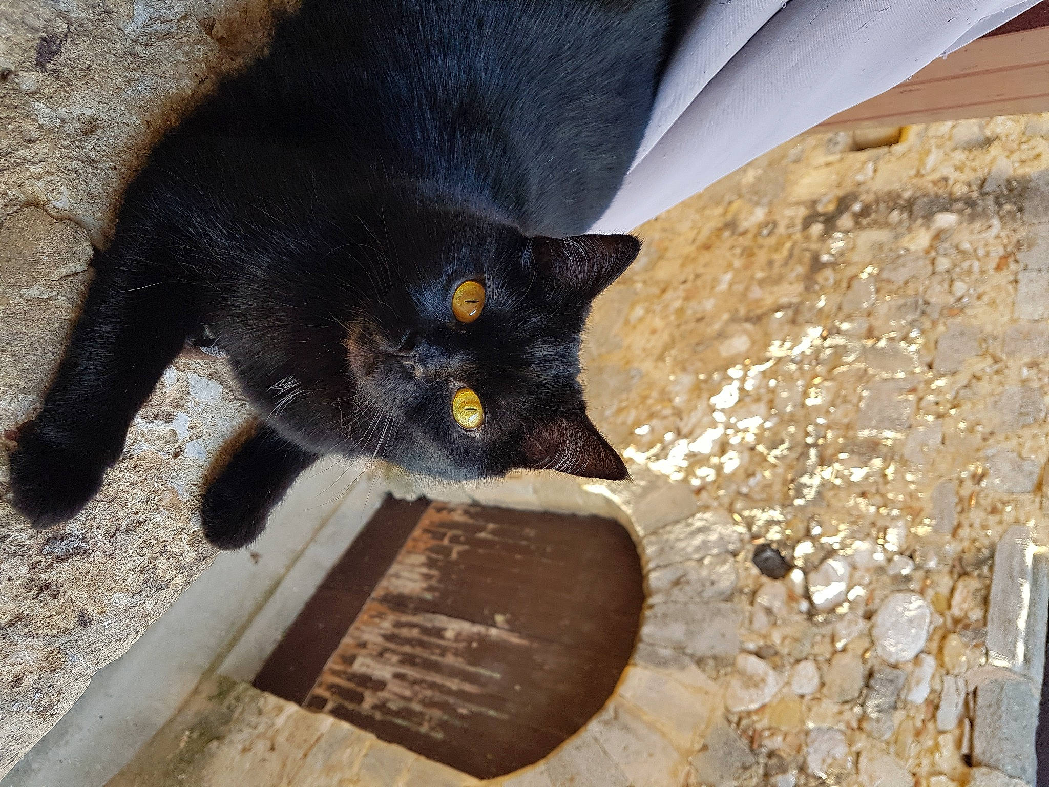 Nemesis participe au concours pour gagner de l'argent avec cette photo : black_cat, bombay, carnivore, cat, claw, domestic_short_haired_cat, felidae, flooring, fur, paw, pet_supply, shadow, sitting, small_to_medium_sized_cats, snout, soil, tail, terrestrial_animal, whiskers, wood