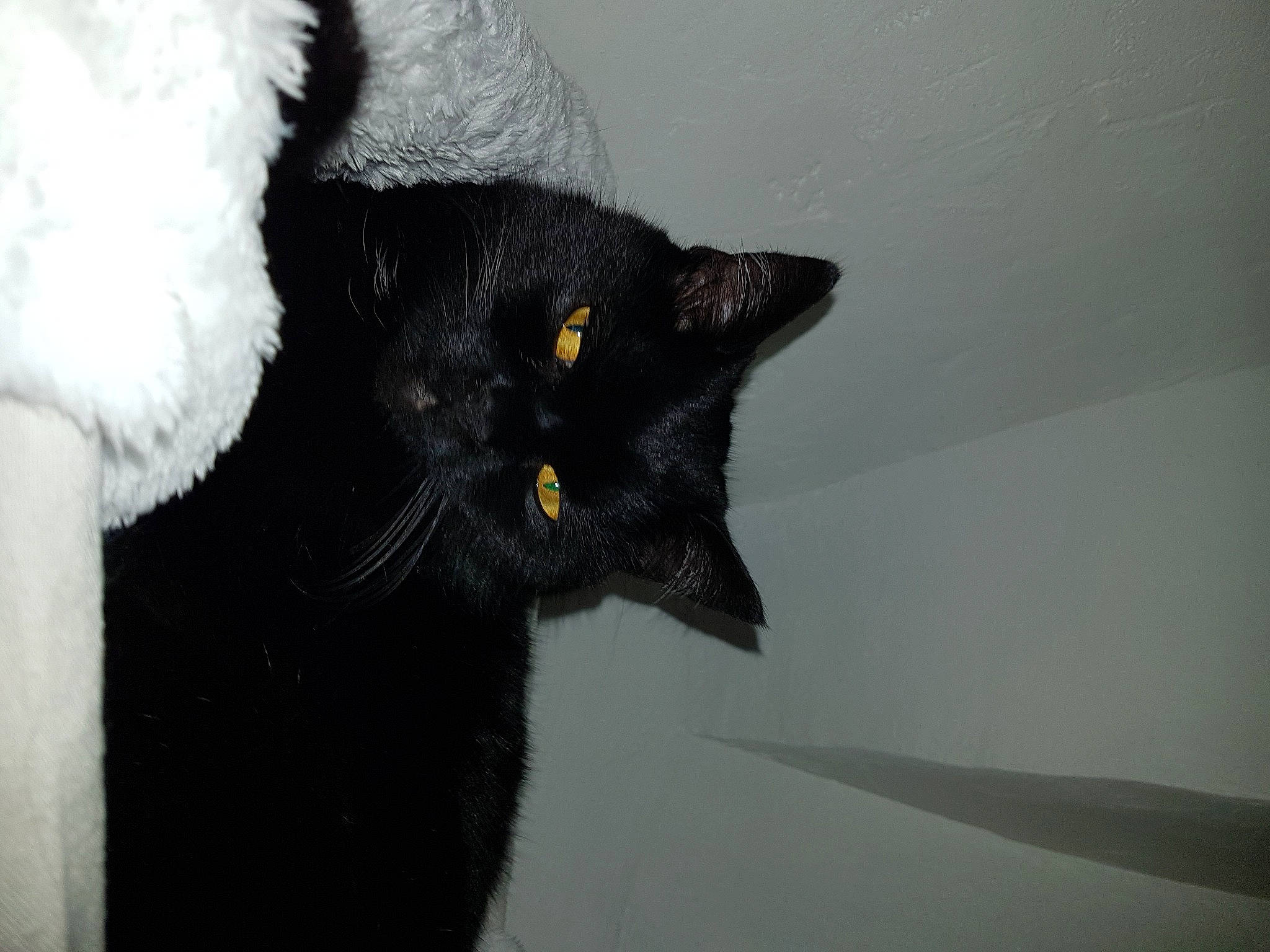 Nemesis a rejoint le concours — aidez-le/la à gagner de superbes lots ! black_cat, bombay, carnivore, cat, claw, domestic_short_haired_cat, felidae, fur, grey, monochrome, monochrome_photography, paw, small_to_medium_sized_cats, snout, snow, tail, terrestrial_animal, whiskers, window