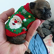 Aïko participe au concours pour gagner de l'argent avec cette photo : puppy, dog, newborn, sleeping, hand, sweater, christmas, santa_claus, knitwear, bells, cute, pet, indoor, holiday, small, furry, animal, cozy, festive, adorable