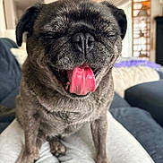 Christmas Eve is registered to the contest to win money with this photo: pug, dog, pet, animal, portrait, close_up, tongue, happy, playful, sitting, cushion, sofa, indoor, home, living_room, black_fur, gray_fur, wrinkled_face, open_mouth, natural_light