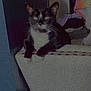 animal, black_and_white, cat, cozy, cushion, domestic, ears, eyes, floor, furniture, household, indoor, pet, quiet, relaxed, resting, room, shadow, stool, whiskers