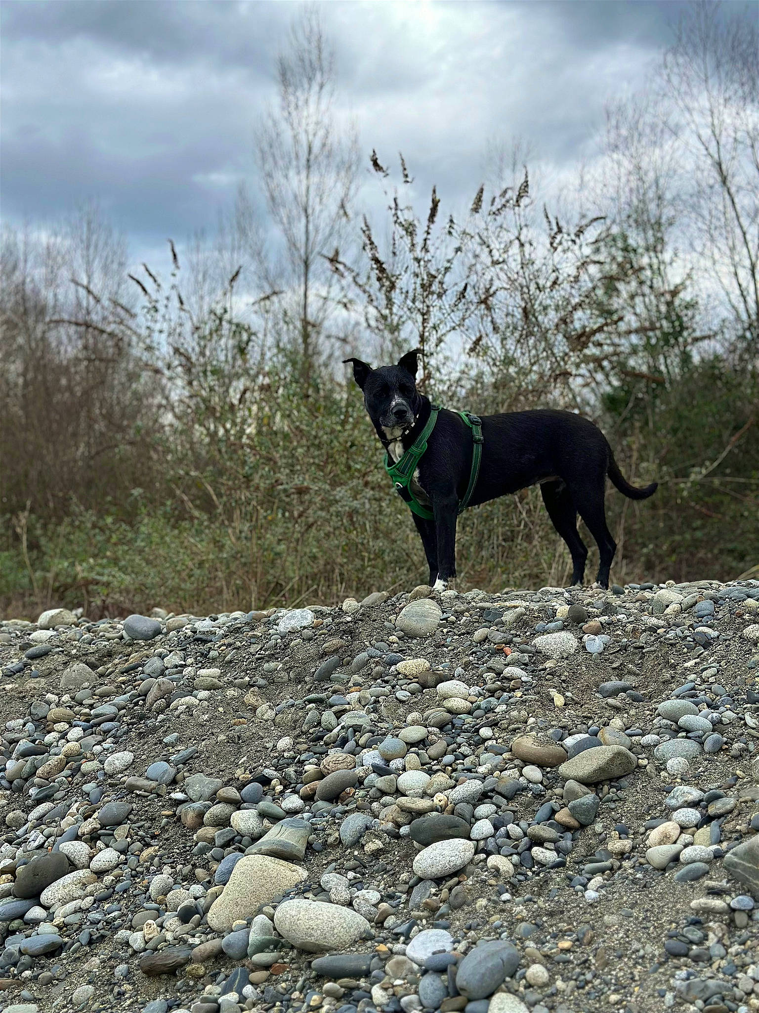 Romie a rejoint le concours — aidez-le/la à gagner de superbes lots ! bedrock, carnivore, cloud, collar, dog, dog_breed, dog_collar, fawn, grass, landscape, plant, road_surface, rock, sky, soil, sporting_group, tail, tree, wilderness, working_animal