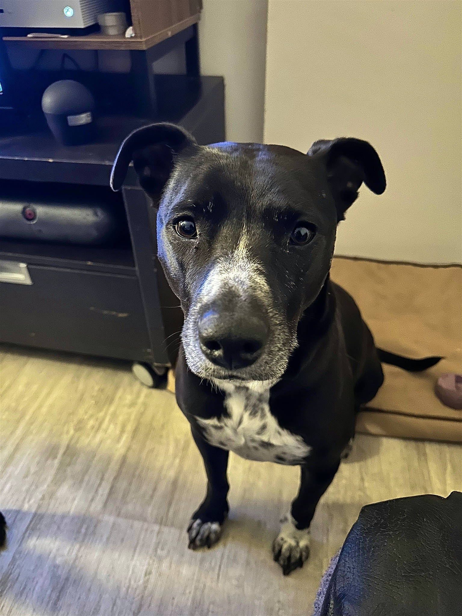 Romie a rejoint le concours — aidez-le/la à gagner de superbes lots ! cabinetry, canidae, carnivore, collar, companion_dog, dog, dog_breed, dog_collar, fawn, flooring, fur, home_appliance, kitchen_appliance, non_sporting_group, pet_supply, snout, sporting_group, terrestrial_animal, whiskers, working_animal