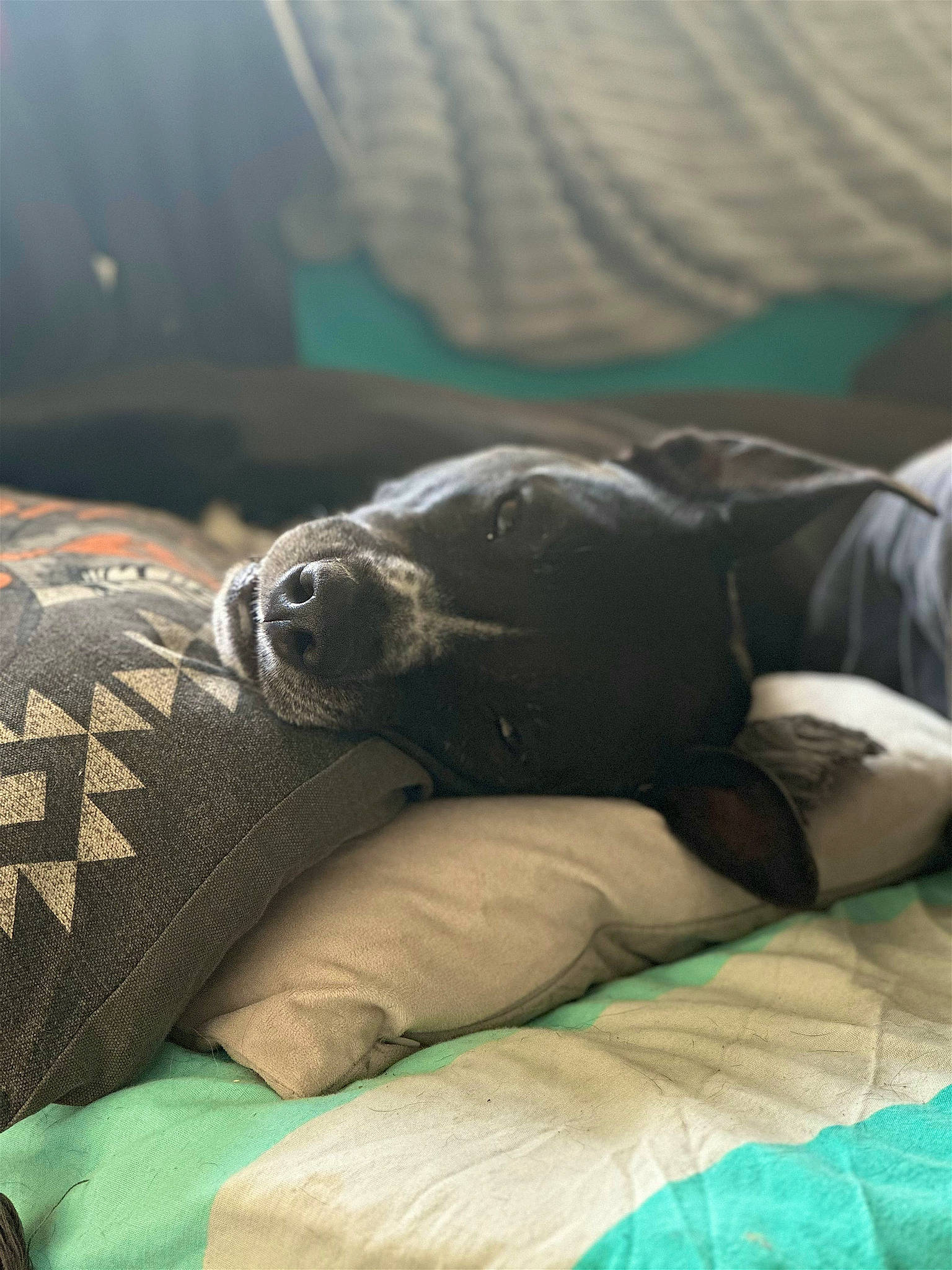 Romie participe au concours pour gagner de l'argent avec cette photo : canidae, carnivore, comfort, companion_dog, couch, dog, dog_breed, fawn, foot, fur, grey, guard_dog, human_leg, linens, nap, snout, sporting_group, whiskers, working_animal, wrinkle