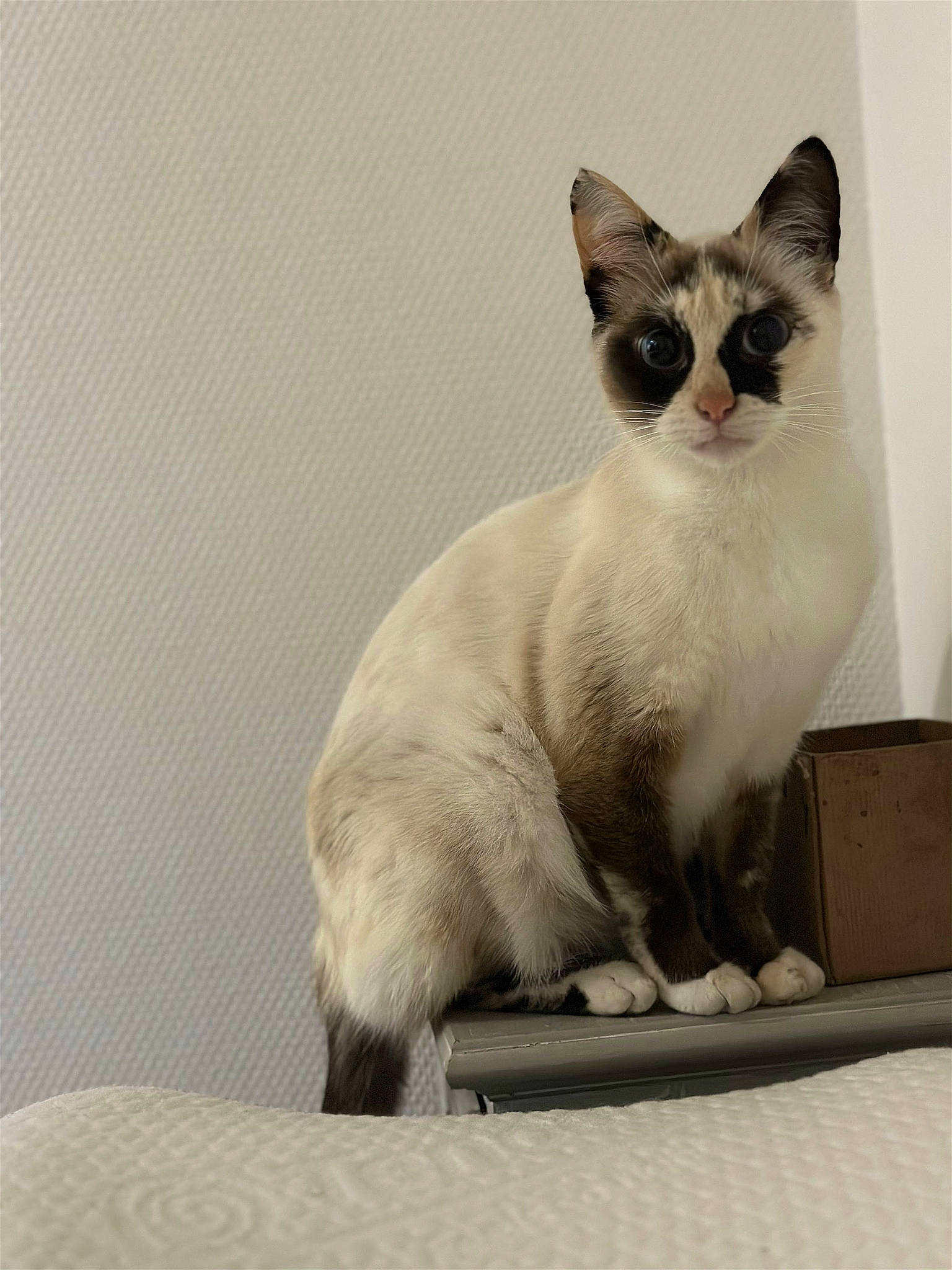 Pépette participe au concours pour gagner de l'argent avec cette photo : box, carnivore, cat, comfort, domestic_short_haired_cat, felidae, fur, grey, paw, pet_supply, rectangle, siamese, sitting, small_to_medium_sized_cats, tail, terrestrial_animal, whiskers, window
