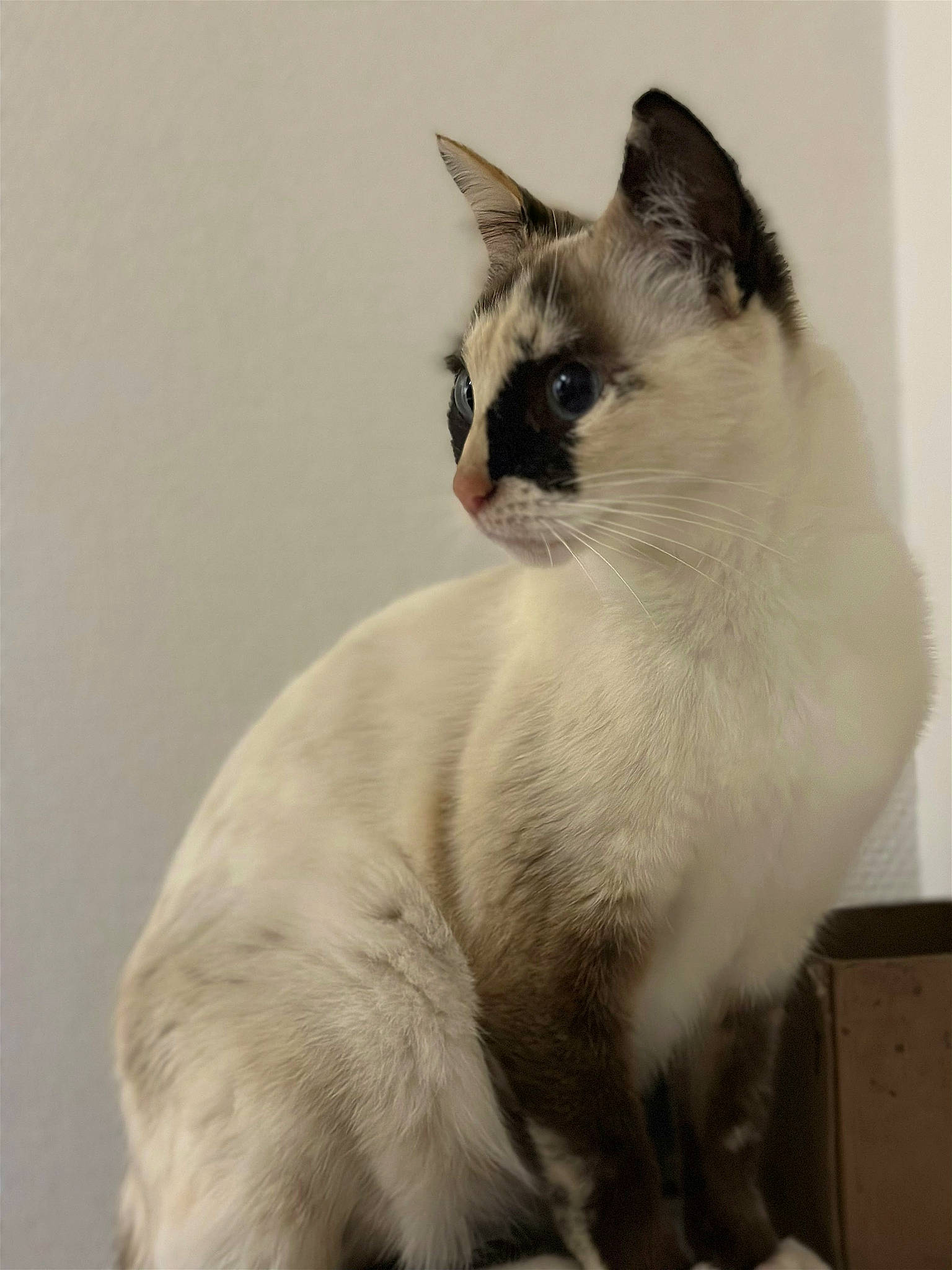 Pépette participe au concours pour gagner de l'argent avec cette photo : balinese, carnivore, cat, collar, domestic_short_haired_cat, eye, fawn, felidae, fur, head, paw, siamese, small_to_medium_sized_cats, snout, tail, terrestrial_animal, thai, whiskers, window