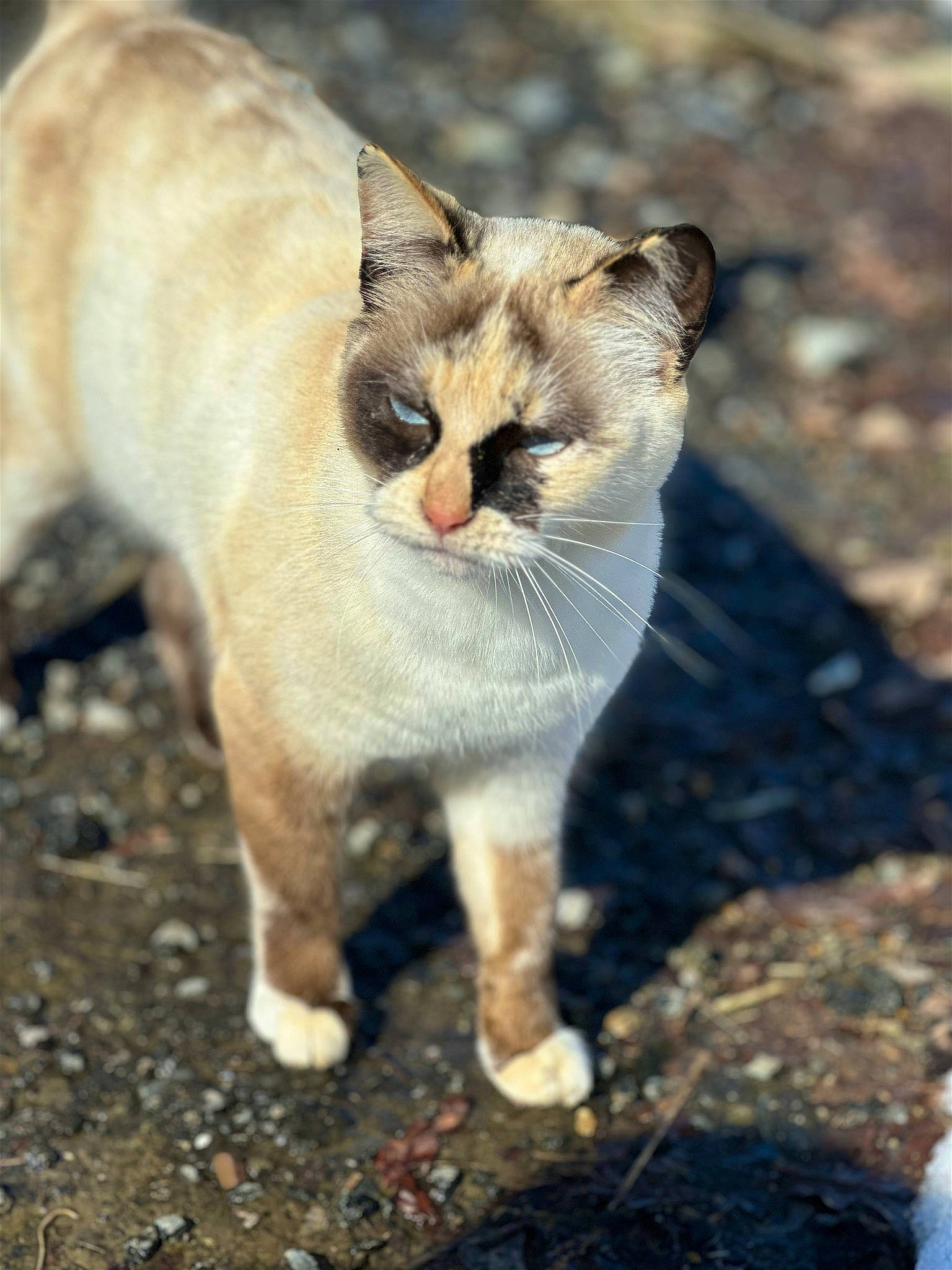 Pépette participe au concours pour gagner de l'argent avec cette photo : carnivore, cat, collar, domestic_short_haired_cat, fang, fawn, felidae, fur, grass, paw, plant, small_to_medium_sized_cats, snout, soil, tail, terrestrial_animal, tree, whiskers, wildlife, window