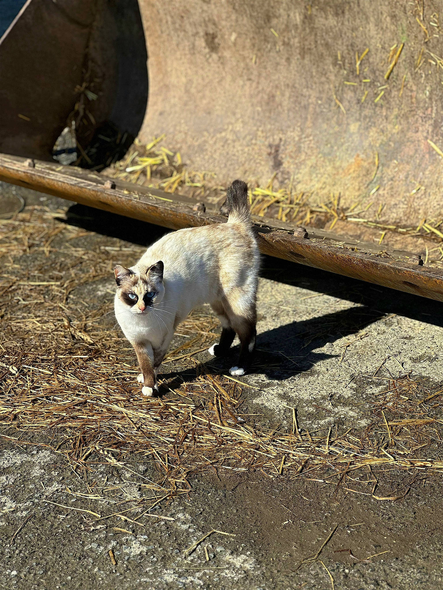 Pépette a rejoint le concours — aidez-le/la à gagner de superbes lots ! canidae, carnivore, cat, fawn, felidae, fur, grass, landscape, sand, shadow, small_to_medium_sized_cats, snout, soil, sporting_group, tail, terrestrial_animal, tints_and_shades, whiskers, wildlife, wood