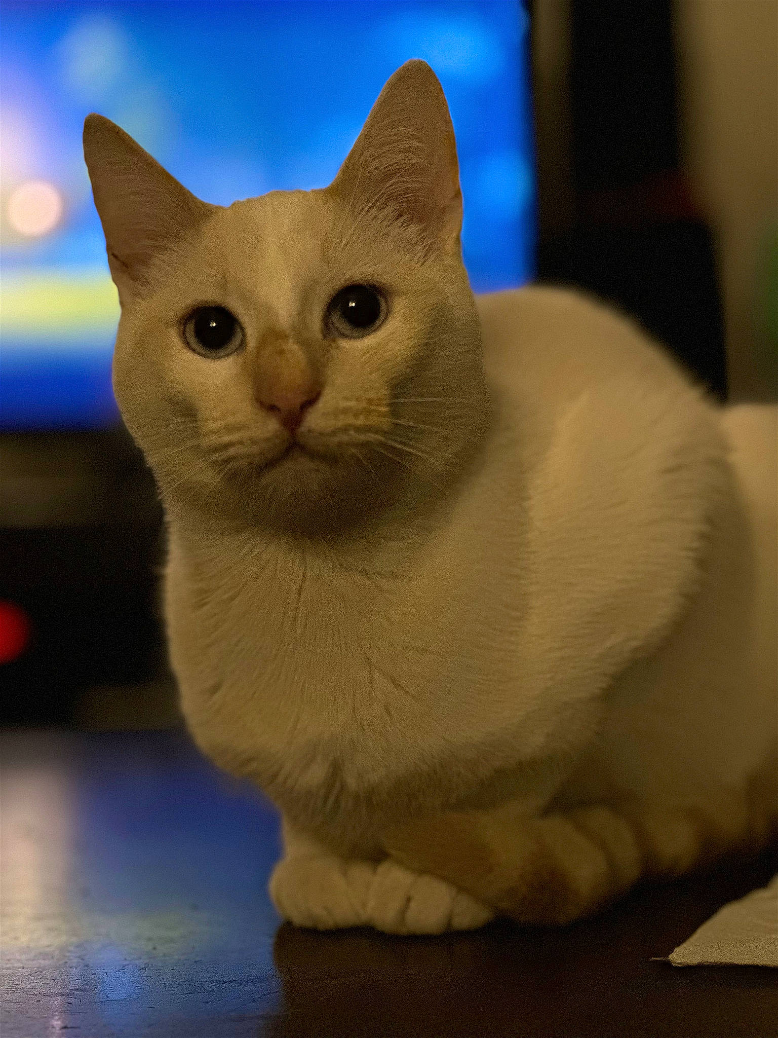 Snowi participe au concours pour gagner de l'argent avec cette photo : art, carnivore, cat, cat_supply, domestic_short_haired_cat, fawn, felidae, fur, iris, paw, sculpture, small_to_medium_sized_cats, snout, tail, whiskers