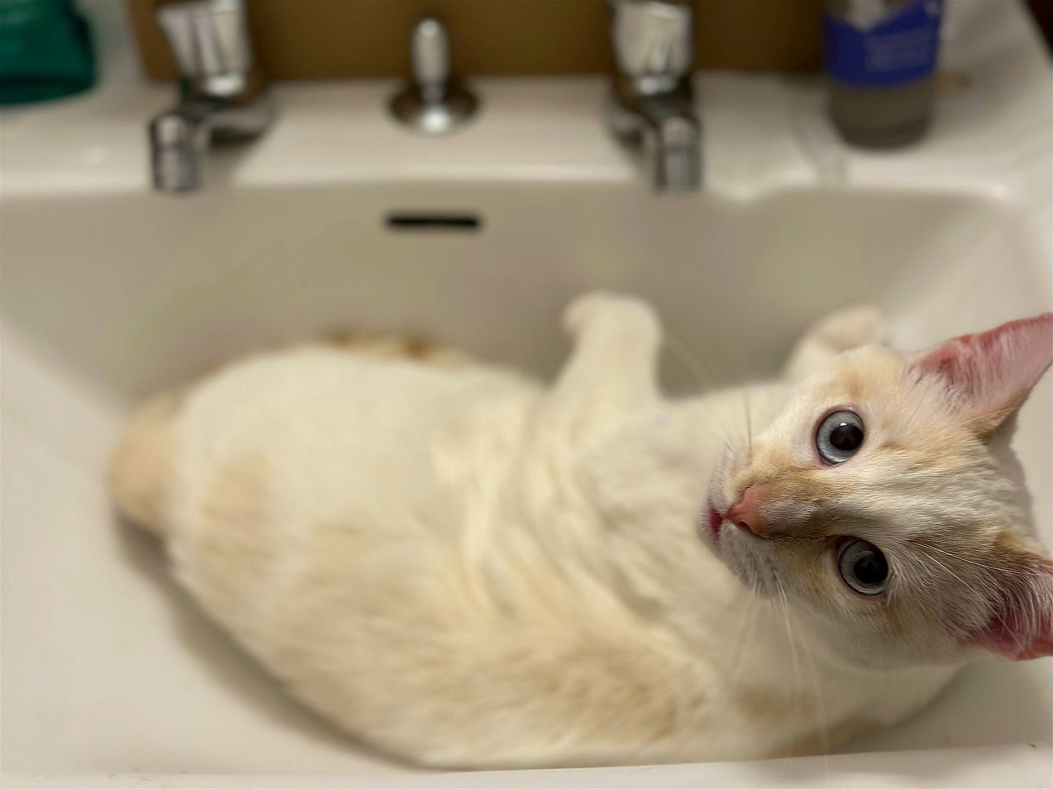 Snowi participe au concours pour gagner de l'argent avec cette photo : bathroom, carnivore, cat, comfort, cooking, domestic_short_haired_cat, fang, felidae, fluid, fur, kitchen_sink, paw, plumbing, plumbing_fixture, sink, small_to_medium_sized_cats, snout, tail, tap, whiskers