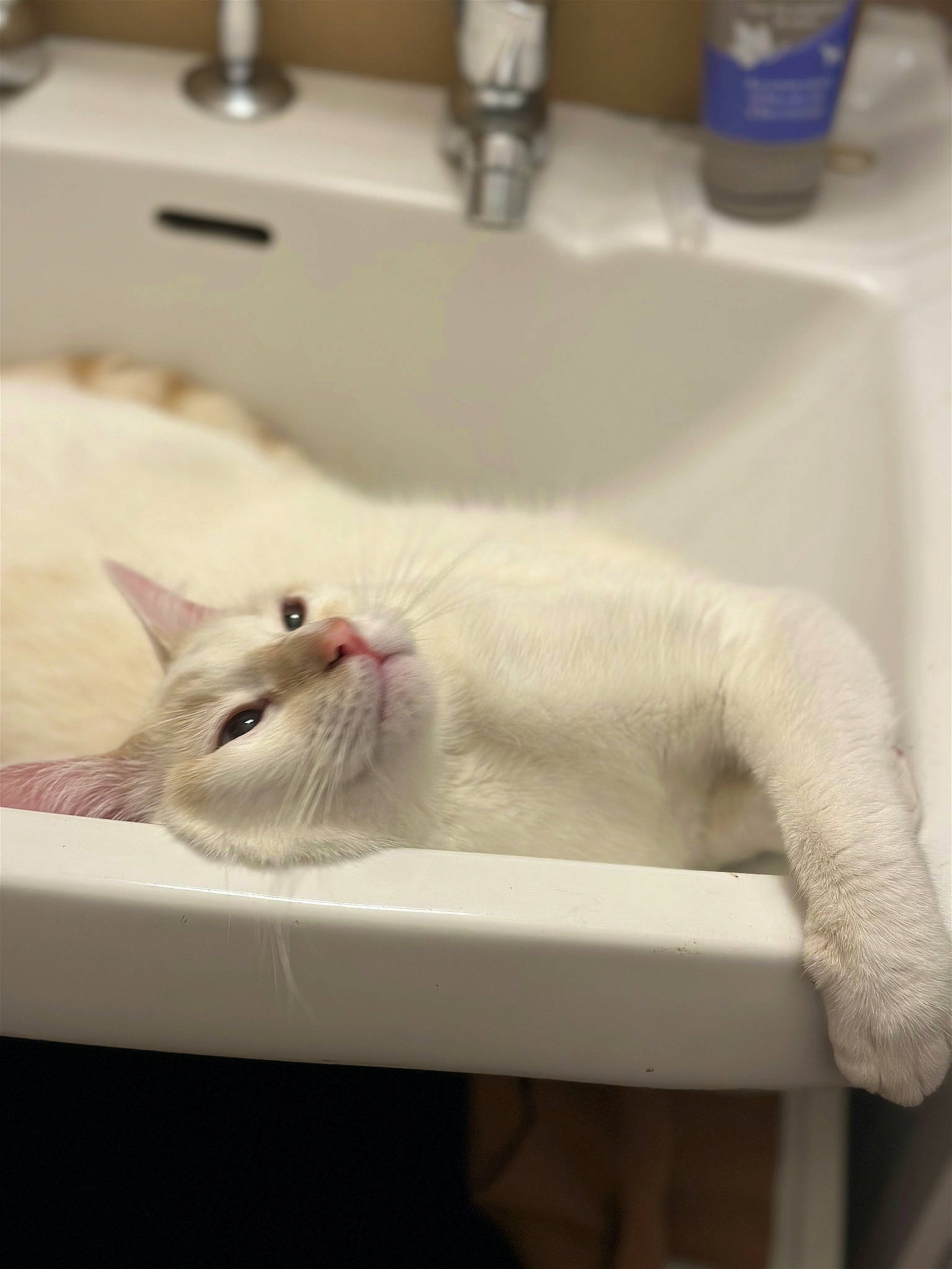 Snowi participe au concours pour gagner de l'argent avec cette photo : bathroom, carnivore, cat, claw, comfort, domestic_short_haired_cat, fang, felidae, fur, paw, pet_supply, plumbing, plumbing_fixture, sink, small_to_medium_sized_cats, tail, tap, whiskers