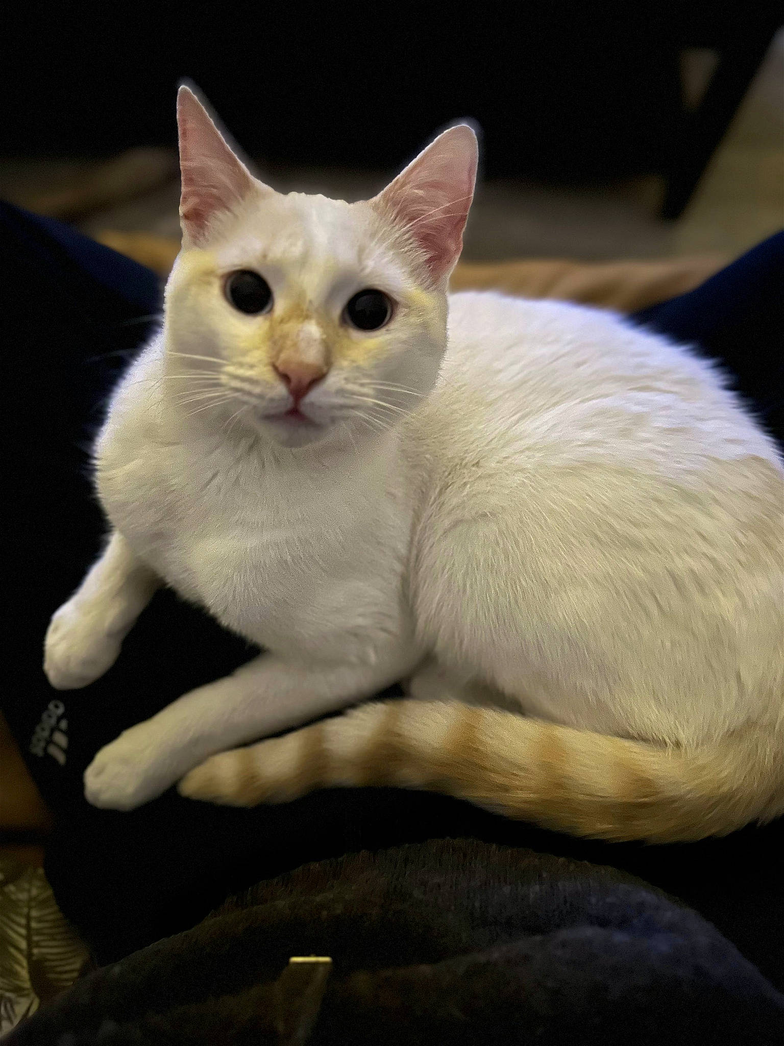 Snowi a rejoint le concours — aidez-le/la à gagner de superbes lots ! carnivore, cat, claw, comfort, domestic_short_haired_cat, fawn, felidae, fur, paw, sitting, small_to_medium_sized_cats, snout, tail, terrestrial_animal, whiskers