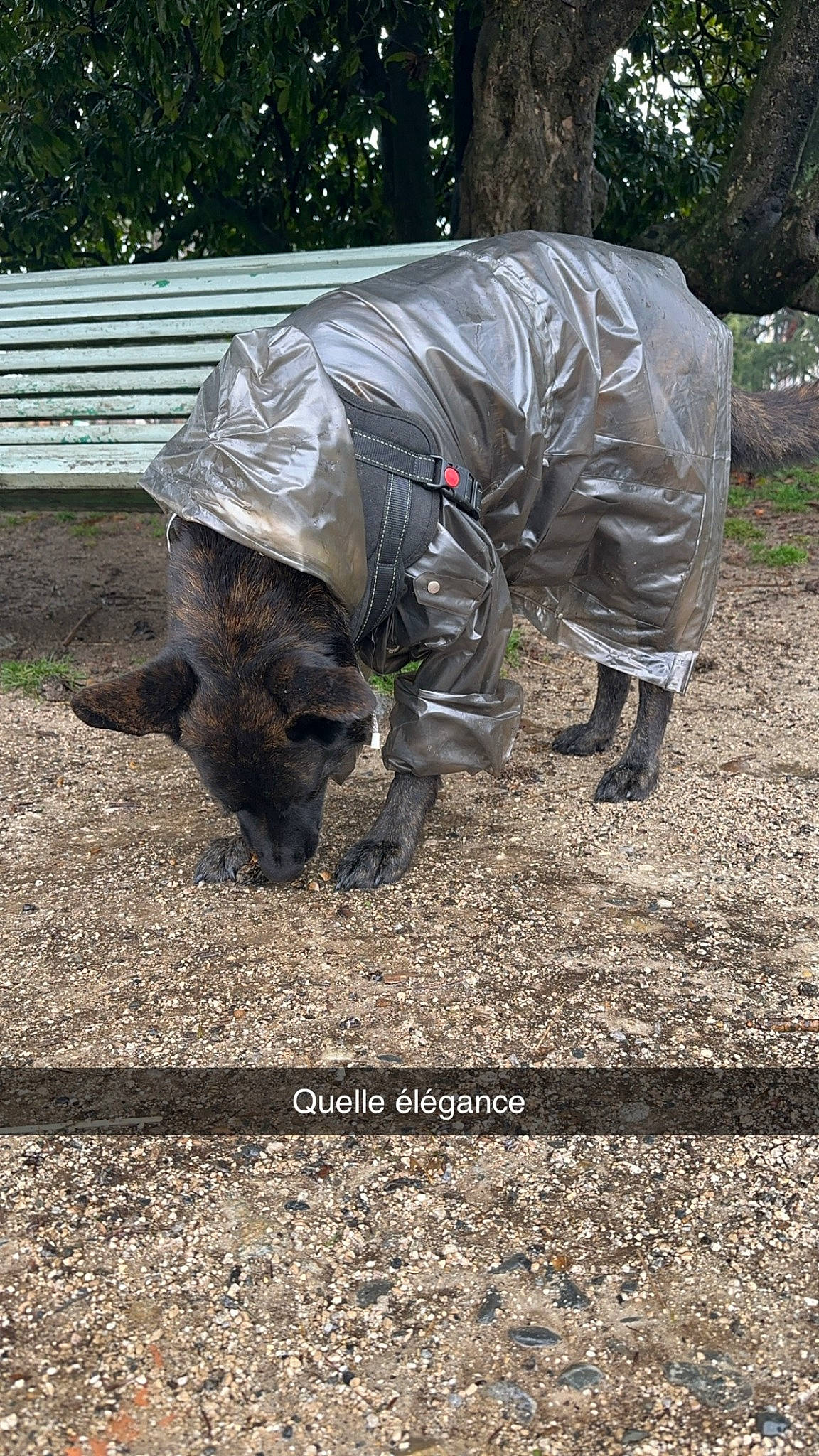 Laïka a rejoint le concours — aidez-le/la à gagner de superbes lots ! art, automotive_tire, grass, groundcover, hat, landscape, lawn_ornament, personal_protective_equipment, plant, sculpture, snout, soil, sporting_group, tail, terrestrial_animal, tree, trunk, wildlife, wood, working_animal