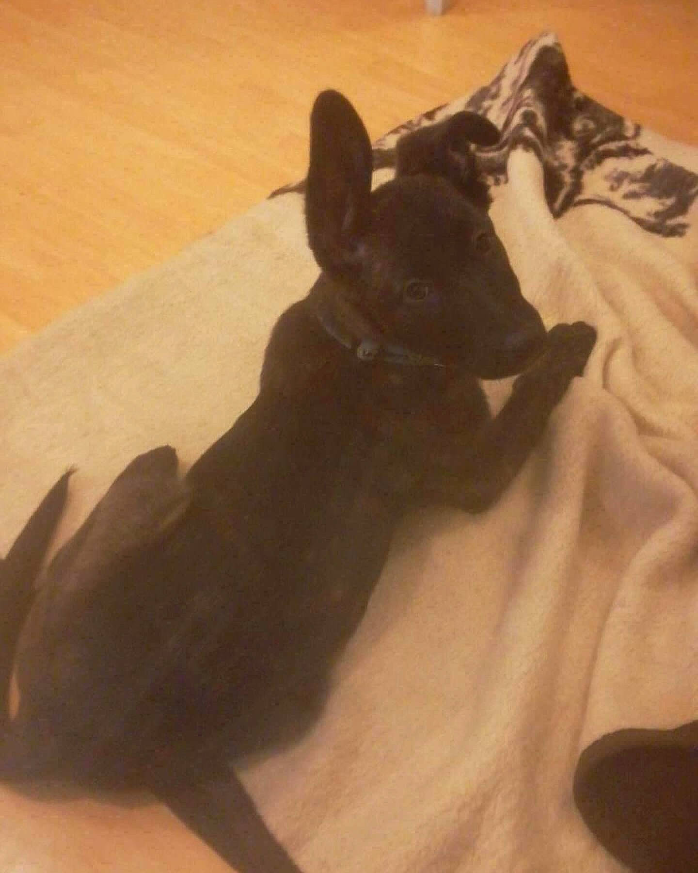 Laïka participe au concours pour gagner de l'argent avec cette photo : bed, brown, carnivore, comfort, companion_dog, dog, dog_breed, ear, fawn, felidae, flooring, hardwood, liver, small_to_medium_sized_cats, snout, tail, toy_dog, whiskers, wood, working_animal