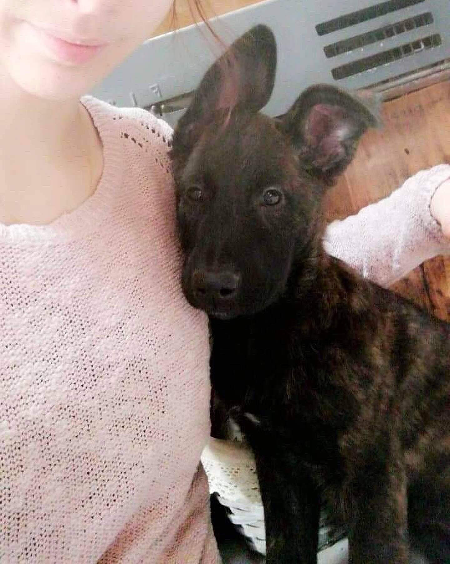 Laïka participe au concours pour gagner de l'argent avec cette photo : canidae, carnivore, chest, comfort, companion_dog, dog, dog_breed, ear, eyelash, fawn, fur, gesture, jewellery, sleeve, snout, sporting_group, t_shirt, toy_dog, whiskers, working_animal