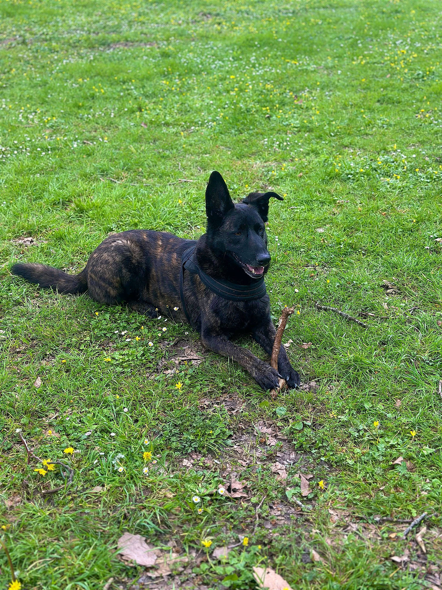 Laïka participe au concours pour gagner de l'argent avec cette photo : carnivore, dog, dog_breed, grass, grassland, groundcover, guard_dog, herding_dog, lawn, pasture, plant, tail, terrestrial_animal, working_animal, working_dog