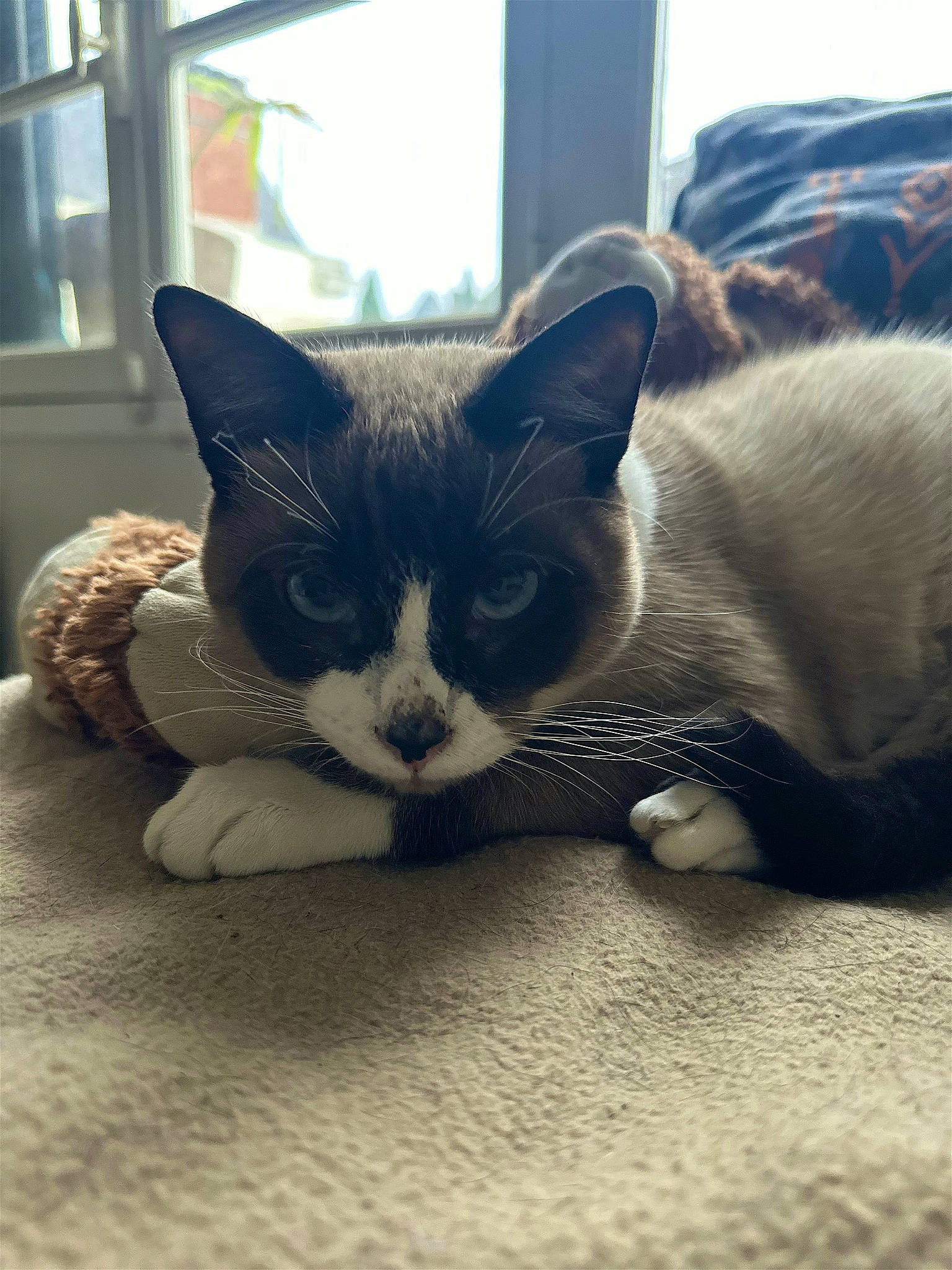 Cookie a rejoint le concours — aidez-le/la à gagner de superbes lots ! carnivore, cat, claw, comfort, domestic_short_haired_cat, felidae, flooring, foot, fur, human_leg, nap, paw, photo_caption, sand, sitting, small_to_medium_sized_cats, snout, tail, whiskers, window