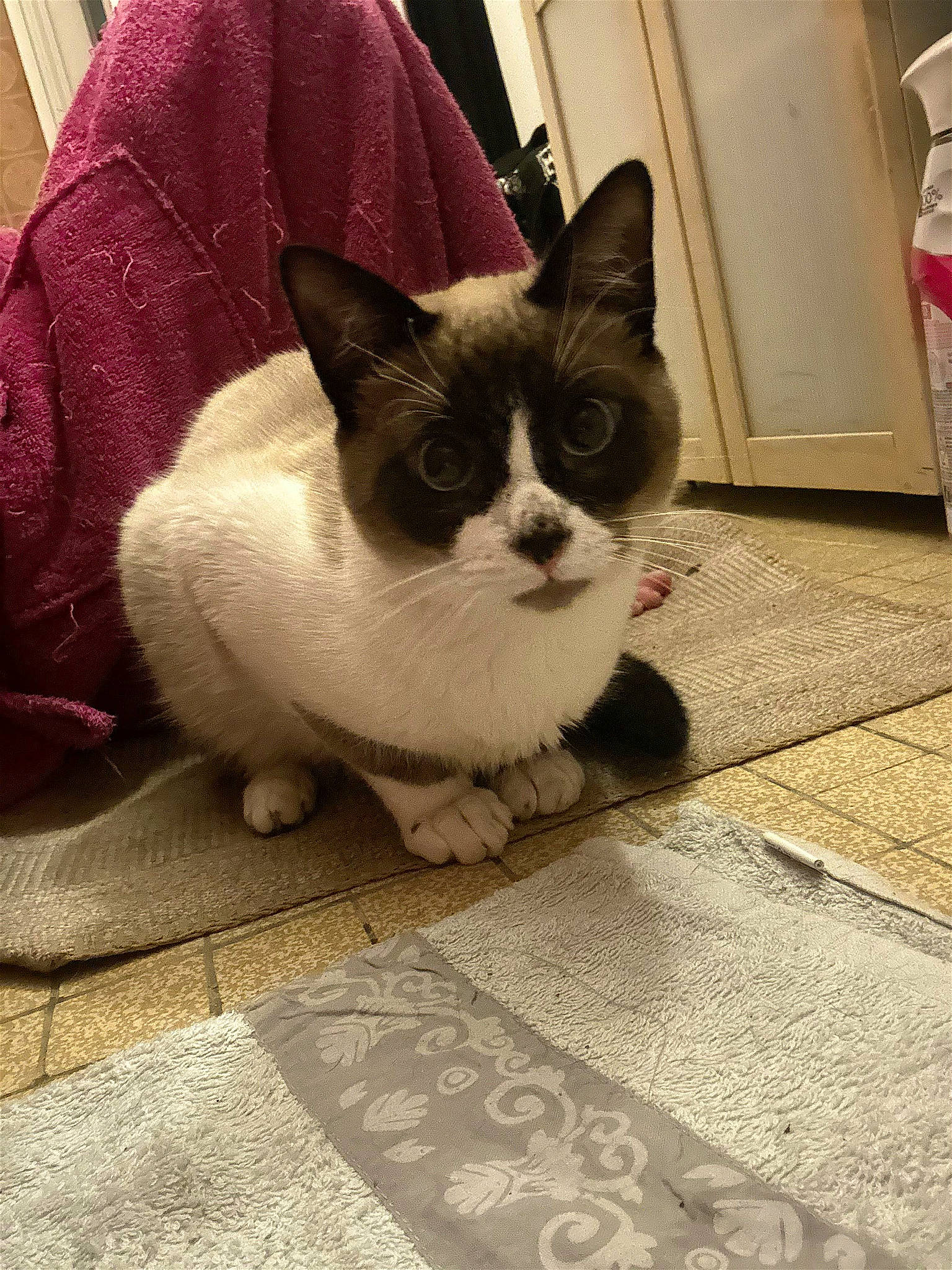 Cookie participe au concours pour gagner de l'argent avec cette photo : carnivore, cat, comfort, domestic_short_haired_cat, eye, felidae, floor, flooring, foot, fur, grey, human_leg, paw, road_surface, sitting, small_to_medium_sized_cats, snout, tail, whiskers, wood