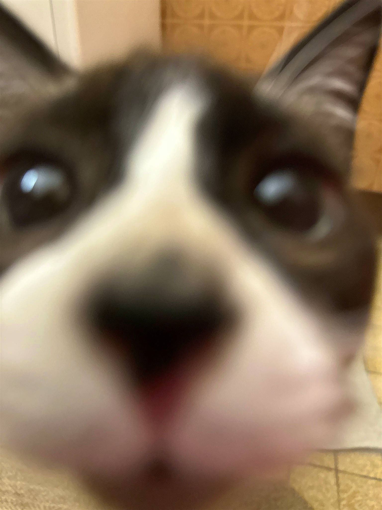 Cookie a rejoint le concours — aidez-le/la à gagner de superbes lots ! canidae, carnivore, close_up, companion_dog, dog, dog_breed, ear, eye, felidae, fur, head, jaw, non_sporting_group, puppy, small_to_medium_sized_cats, snout, sporting_group, toy_dog, whiskers, working_animal