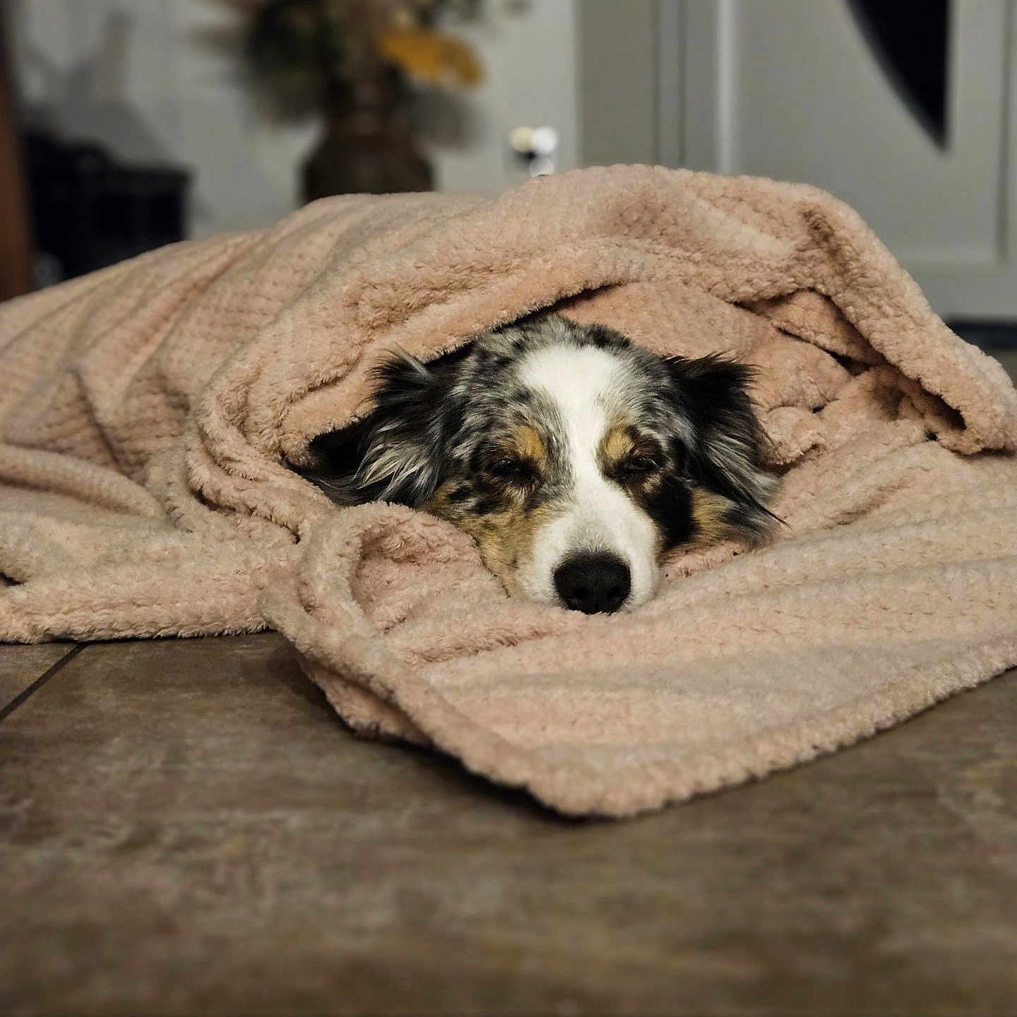 Lilo a rejoint le concours — aidez-le/la à gagner de superbes lots ! dog, blanket, cozy, resting, indoor, tile_floor, home, comfort, sleeping, wrapped, animal, pet, fur, relaxed, brown, white, black, snuggled, peaceful, domestic